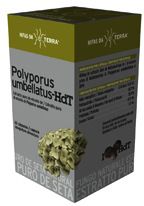 Tienda Hifas da Terra | Hifas da Terra Polyporus 62 cápsulas